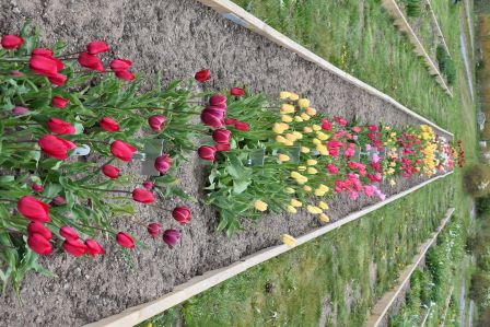 Tulpaner i olika färger planterade i en upphöjd bädd i Nationella genbanken. Färgfoto.
