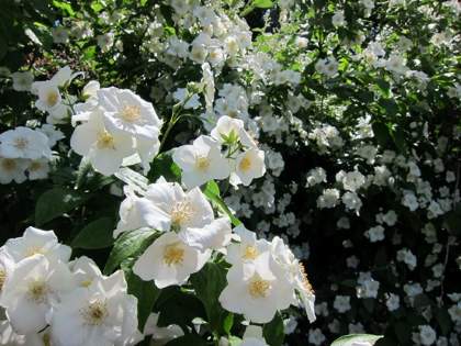 Färgfoto som föreställer en blommande schersmin. På fotot syns stora, vita blommor.