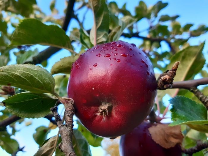 Närbild av ett mörkrött äpple av sorten 'Urshults Kungsäpple'. Färgfoto.