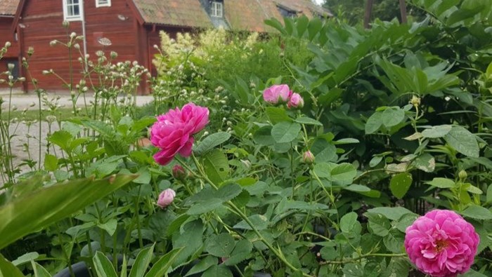 Ett foto som visar en del av samlingen av äldre trädgårdsväxter på Vallby friluftsmuseum. I förgrunden ses bourbonrosen 'Pipar Hans' i blom. Bakom den syns stjärnflocka, jätterams och plymspirea. Längst bak i fotot ses ett äldre rött trähus.