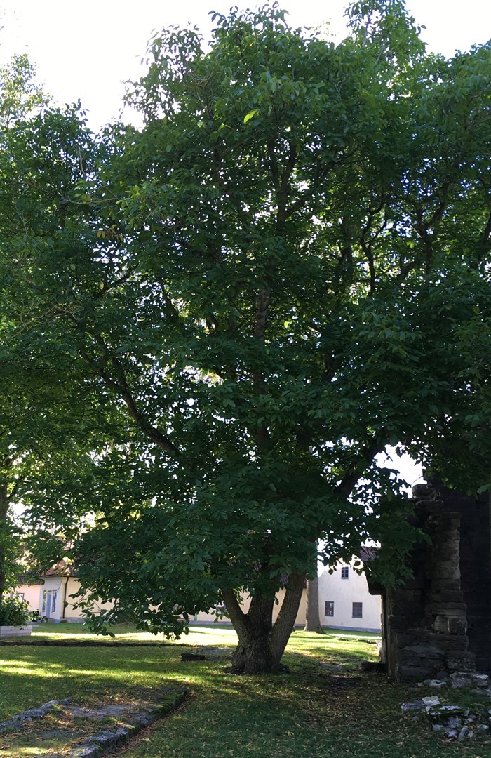 Färgfoto föreställande ett stort valnötsträd. Trädet växer vid Roma kloster på Gotland.