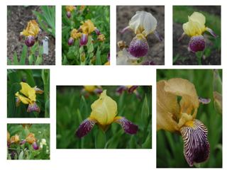 Foton av en samling irisar. Alla blommar i gult och brunt eller gult och lila. 