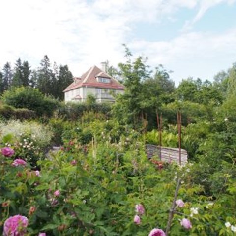 Wij Trädgårdar. I bakgrunden ses den vita huvudbyggnaden. Framför den syns rosariet där det växer en mängd olika rosor. 