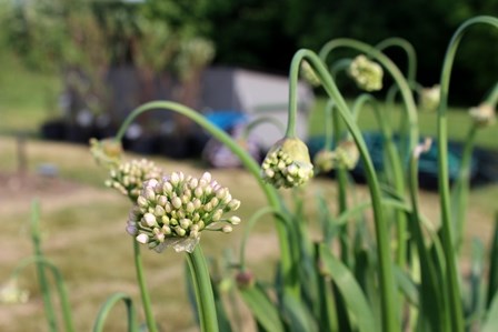 Färgfoto som visar blommande 'Norrlandslök' i Nationella genbanken.