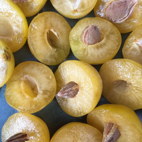 Färgfoto som föreställer en handfull gula plommon, delade i två så att kärnan inuti frukten kan ses. 