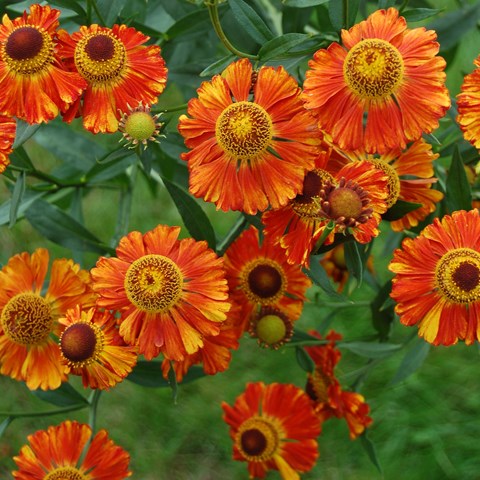 Trädgårdssolbrud som blommar med orange blommor. Foto.
