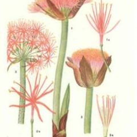 En äldre botanisk illustration av bergii blodlilja. Färgillustration.