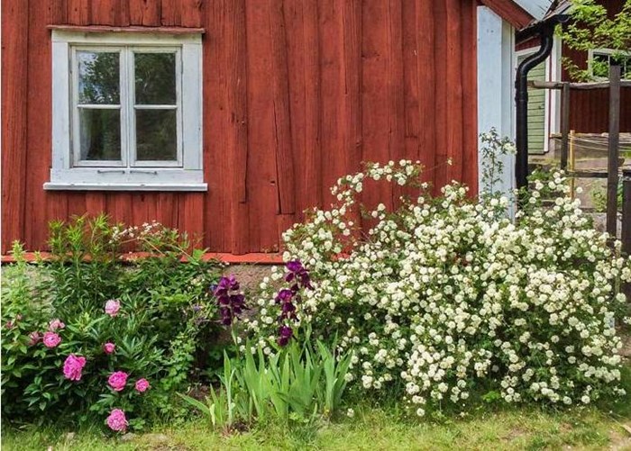 Färgfoto som visar spinosissimarosen 'Valdemarsvik', växande framför ett rött gammalt trähus. 