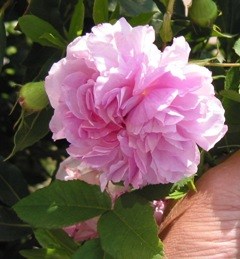 Närbild av rosen 'Blush Damask'. Färgfoto.