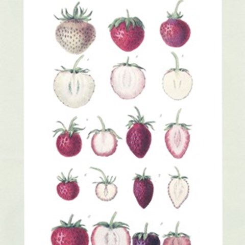  Framsidan på frukt- och bäruppropets folder. På omslaget syns äldre botaniska illustrationer av smultron i många olika färger och storlekar.