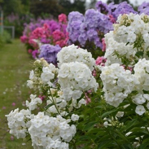 En rad av blommande höstflox på provodlingsfältet i Alnarp. Färgfoto.