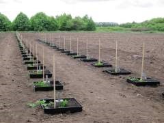 Färgfoto som visar det nyanlagda humlefältet i Nationella genbanken. Sextio svarta aluminiumlådor är nergrävda i marken i väntan på humleplantor som ska växa i dem. Färgfoto.
