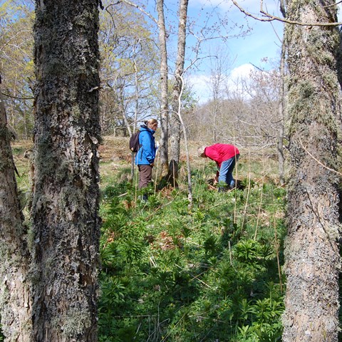 Inventering av krolliljor och sedum i övervuxen trädgård. Två personer står och tittar ner i växtligheten. Foto.
