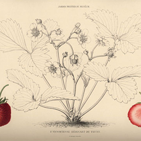 Äldre botanisk illustration av jordgubbe. 