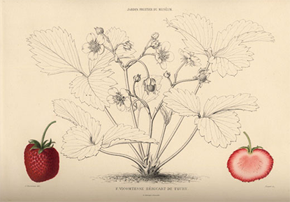 Äldre botanisk illustration av jordgubbe. 