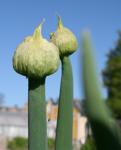 Närbild av knopparna på piplök. Färgfoto.