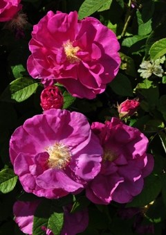 Närbild av den starkt rosa apotekarrosen 'Officinalis'. Färgfoto.