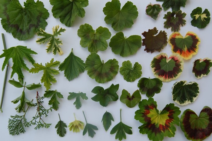 Pelargonblad i olika färger och former ligger i rader på en vit bakgrund. Färgfoto.
