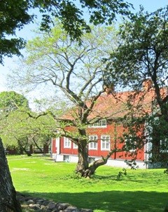 Pimpernötsträd framför en röd prästgårdsbyggnad. Foto. 