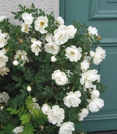 Rosa spinosissima (Plena-Gruppen) växer framför ett vitt hus med blå dörr. Färgfoto.