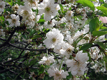 Närbild av vita, dubbelblommande surkörsbär.