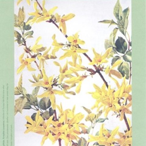 Omslaget på Träd- och buskuppropets folder. Foldern har en ljust grön ram. I mitten syns en illustration av gulblommande forsythia. 