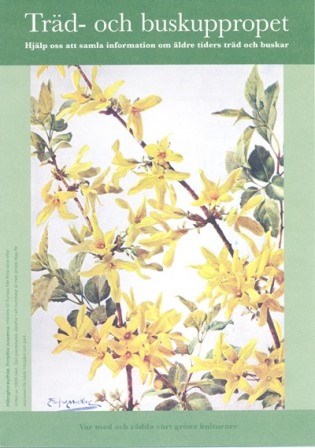 Omslaget på Träd- och buskuppropets folder. Foldern har en ljust grön ram. I mitten syns en illustration av gulblommande forsythia. 