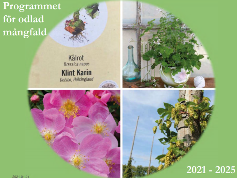 Bilden visar omslaget på Poms strategi 2021-2025. Bland fotona på framsidan ses bland annat spinosissima-rosen 'Professor Fagerlind' och en fröpåse med frö av kålroten 'Klint Karin'. 
