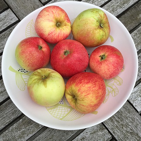 Färgfoto föreställande sju äpplen liggande på ett fat. Fatet står på ett bord.
