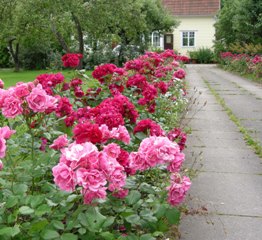 'Rödhätte'. Foto Åke Karlsson.