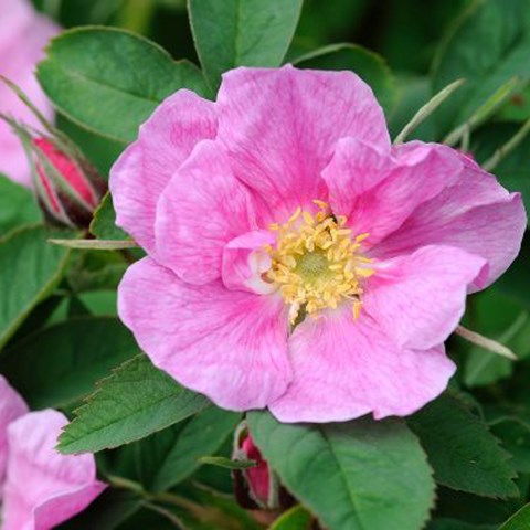 Närbild av blomman hos Rosa majalis (Foecundissima-Gruppen) 'Höstoppen'.