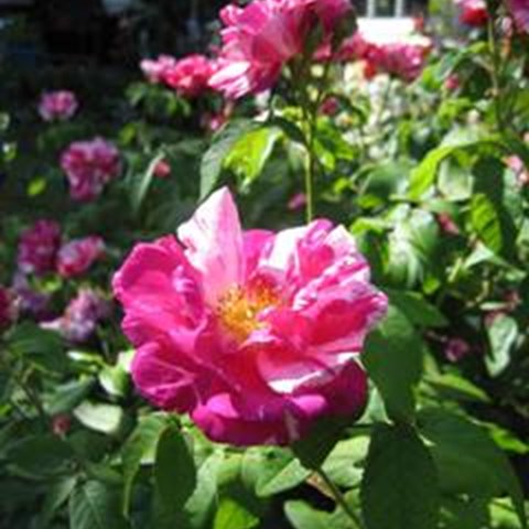 Färgfoto föreställande rosor av sorten 'Rosa Mundi'.