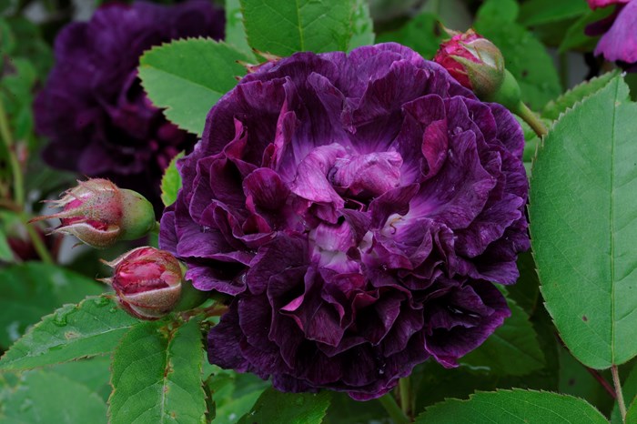 Färgfoto av rosen 'Skeda'. Fotot är en närbild av den mörkt lila blomman. 