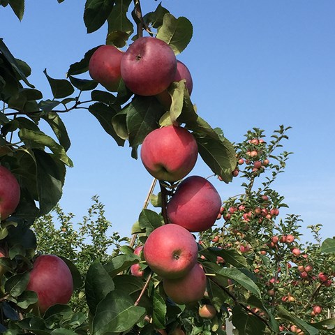 Färgfoto som föreställer röda äpplen som hänger på en gren.