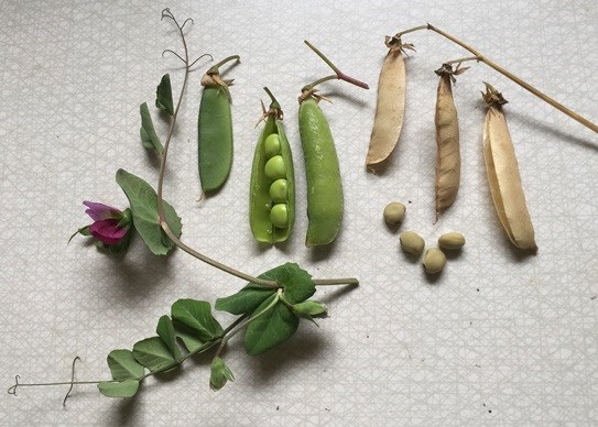 Färgfoto som visar blommor och ärtskidor av sorten 'Solleröärt', utlagda på ett bord.