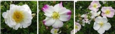 Färgfoto som föreställer tre olika sorter av spinosissimarosor. Fotot består av tre närbilder av blommor, arrangerade på rad. Blommorna är vita, men har olika utseende, beroende på sort.