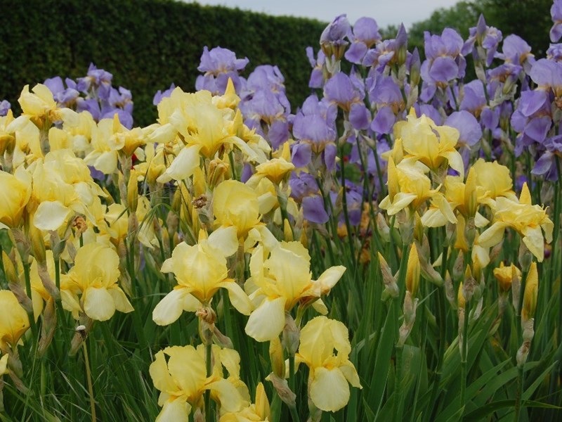 Color photo of garden irises in bloom on "The call for perennial's" trial field. In the foreground is an iris with yellow flowers and behind it an iris with bright purple flowers.