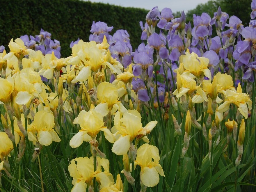 Color photo of garden irises in bloom on "The call for perennial's" trial field. In the foreground is an iris with yellow flowers and behind it an iris with bright purple flowers.