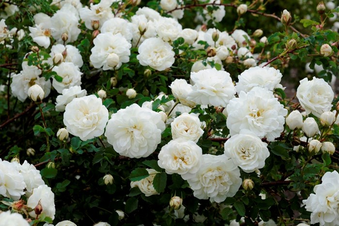 Färgfoto föreställande spinosissima-rosen 'Valdemarsvik'. Fotot är taget på lite avstånd och visar en planta av rosen, översållad av vita blommor.