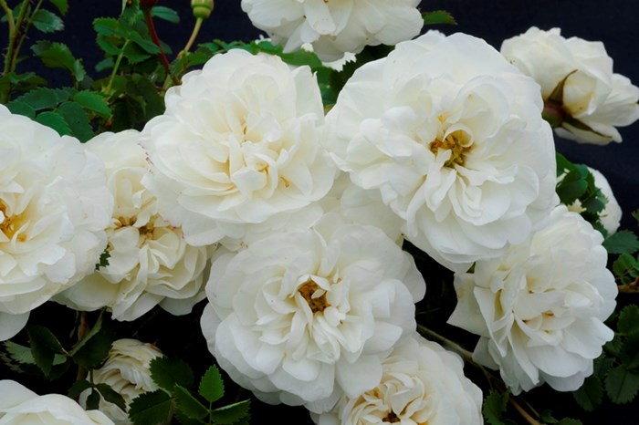 Färgfoto föreställande spinosissima-rosen 'Valdemarsvik'. Fotot är en närbild av de vita, fyllda blommorna. 