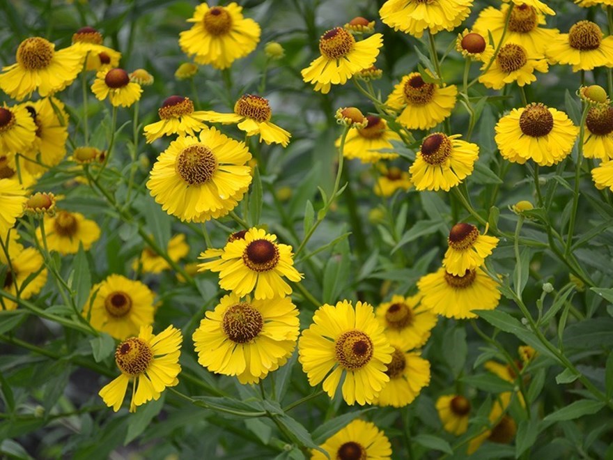 Fotot visar en gulblommande sort av trädgårdssolbrud, Helenium Autumnale-Gruppen.