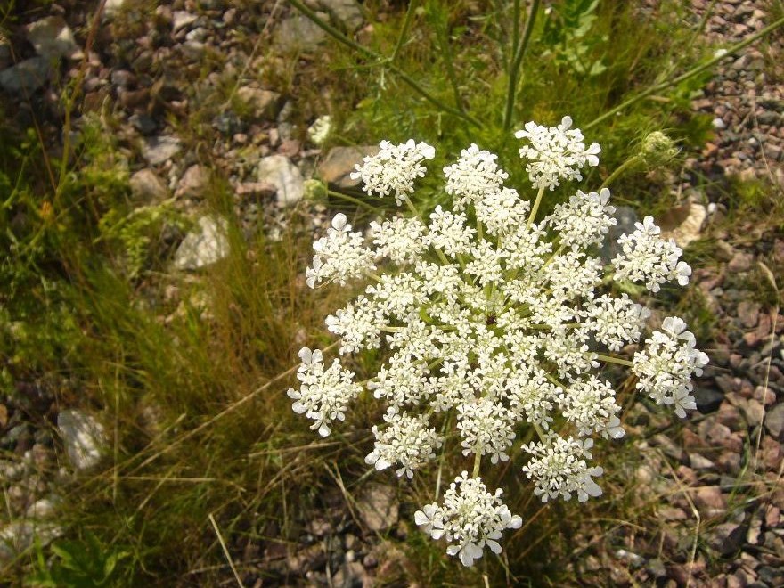 Färgfoto föreställande blomställningen hos vild morot. Fotot är en närbild och i mitten av bilden ses de vita blommorna. 