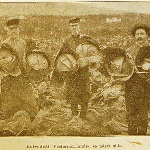 Svartvitt foto, klippt ur en äldre tidning. På fotot syns tre män som står på en åker. Var och en av männen håller två stora kålhuvuden under armarna.  