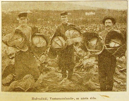 Svartvitt foto, klippt ur en äldre tidning. På fotot syns tre män som står på en åker. Var och en av männen håller två stora kålhuvuden under armarna.  