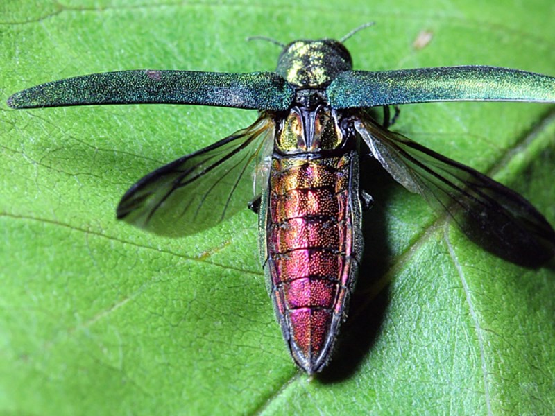 En skalbagge med rödglänsande kropp och utfällda vingar sitter på ett grönt blad. Foto.