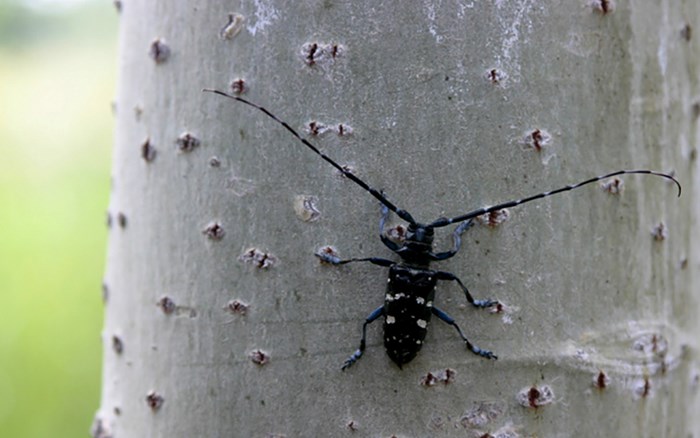 A black beetle with long antennae sits on a tree trunk. Photo. 