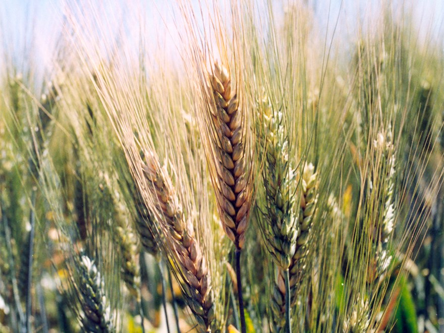 Ears of wheat in a field, photo.