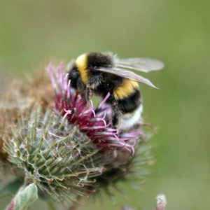 A bumblebee on a thistle, photo.