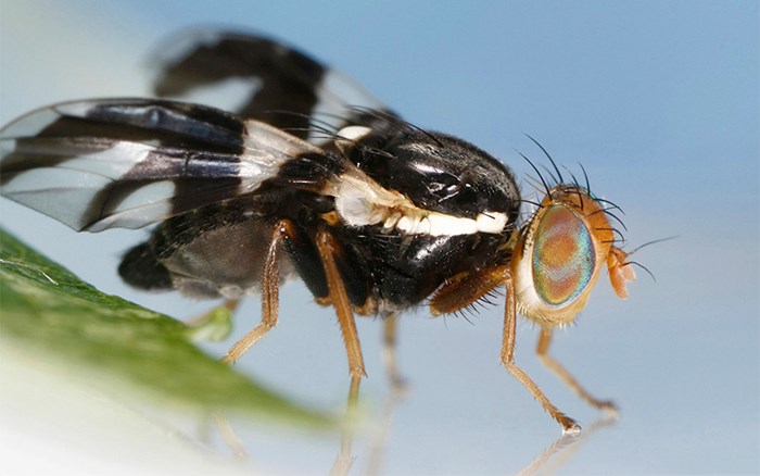 A fly with transparent and black wings against a blue background. Photo. 