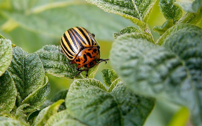 A round beetle with black and yellow stripes among green leaves. Photo. 